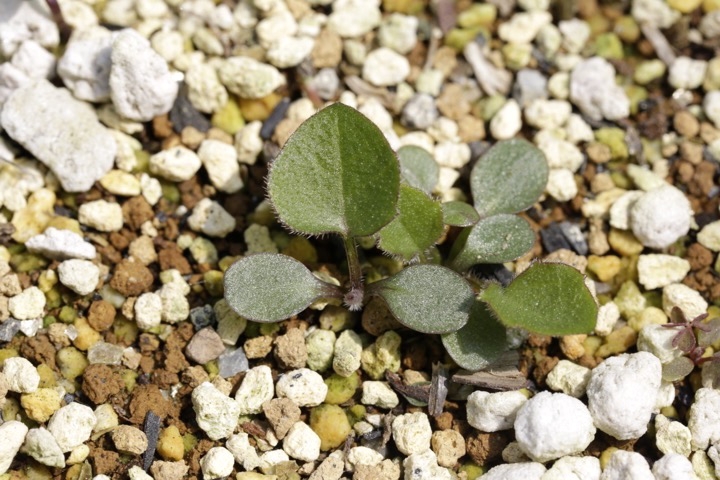 オオハンゴンソウの発芽
