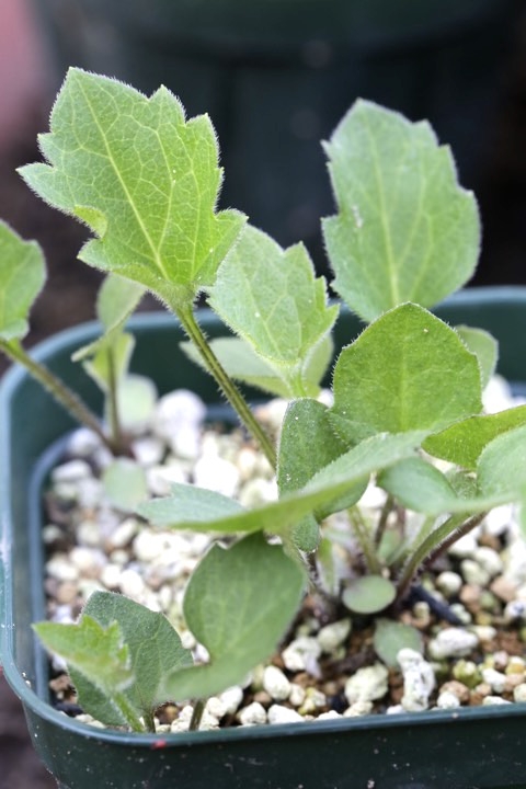 オオハンゴンソウの発芽