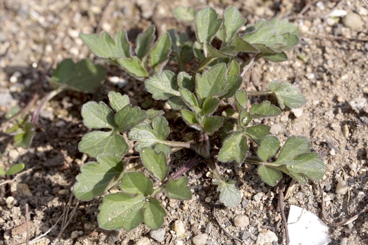 オオハンゴンソウの芽生え