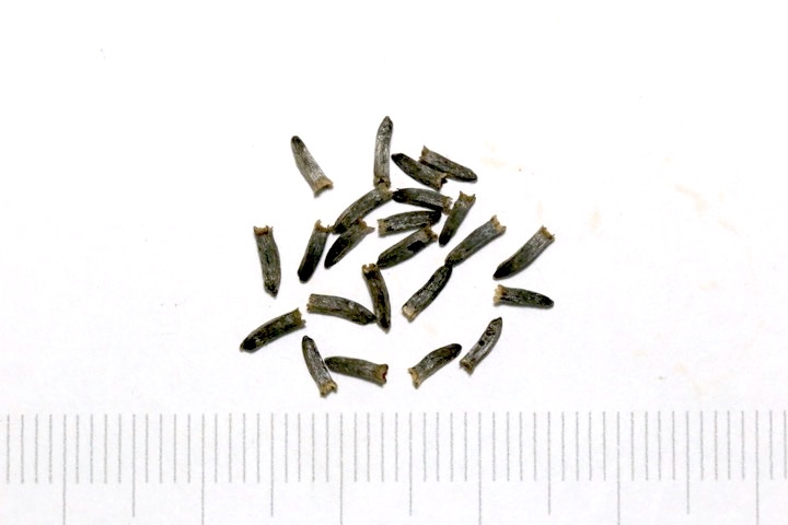 オオハンゴンソウの種