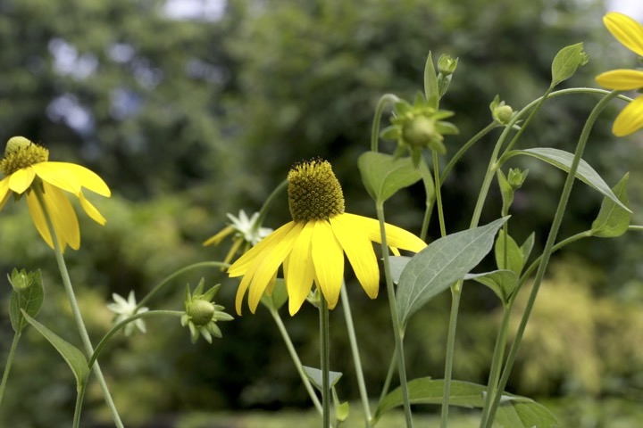 オオハンゴンソウの蕾と開花